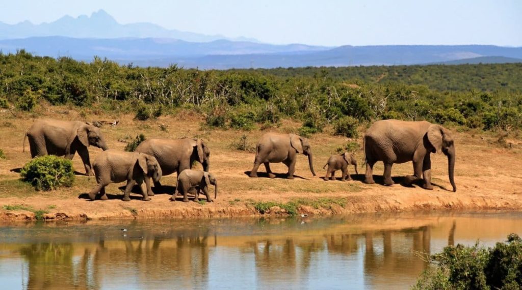 Elefanten in der Wildnis von Südafrika