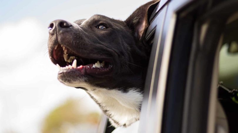 Hunde im Mietwagen mitnehmen